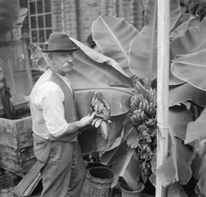 Framed Print : Banana plants being cared for in Crockenhill, Kent. 1936 Framed Print : Banana plants being cared for in Crockenhill, Kent. 1936