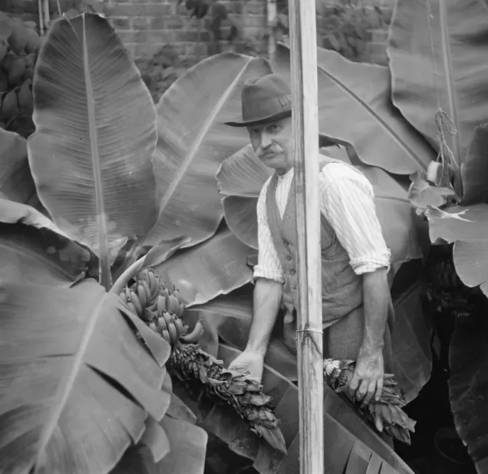 Framed Print : Banana plants being cared for in Crockenhill, Kent. 1936