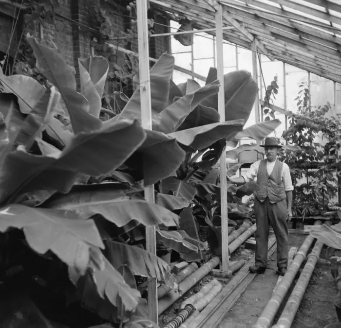 Framed Print : Banana plants being cared for in Crockenhill, Kent. 1936 Framed Print : Banana plants being cared for in Crockenhill, Kent. 1936