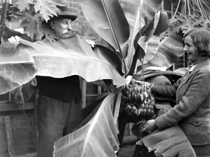 Framed Print : Bananas at Crockenhill Wood, Kent. 1934 Framed Print : Bananas at Crockenhill Wood, Kent. 1934