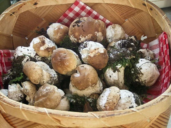 Basket of freshly picked young penny bun mushrooms before cleaning credit: Marie-Louise
