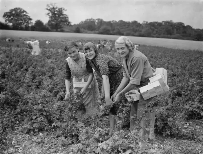 Framed Print : With their baskets at the ready women pick raspberrys in Sidcup. 1935