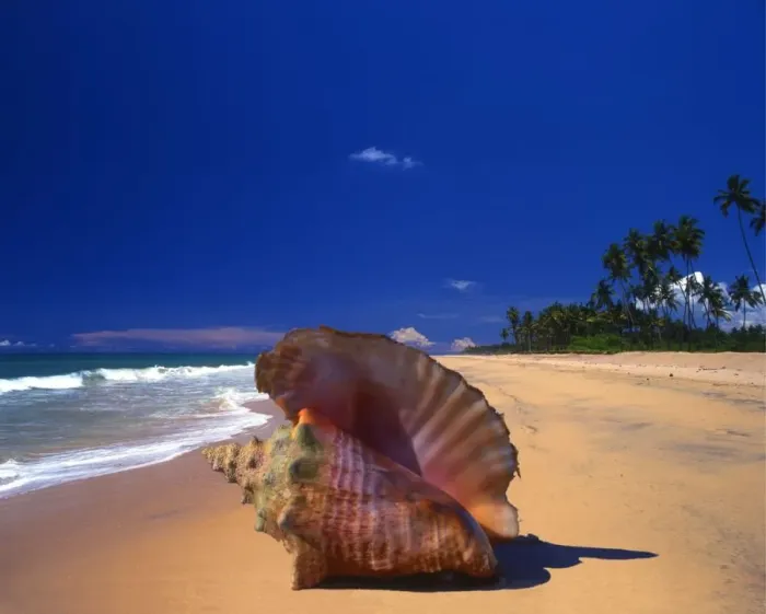 Framed Print : A beach to the north of Galle, Sri Lanka, with a shell in the foreground Framed Print : A beach to the north of Galle, Sri Lanka, with a shell in the foreground