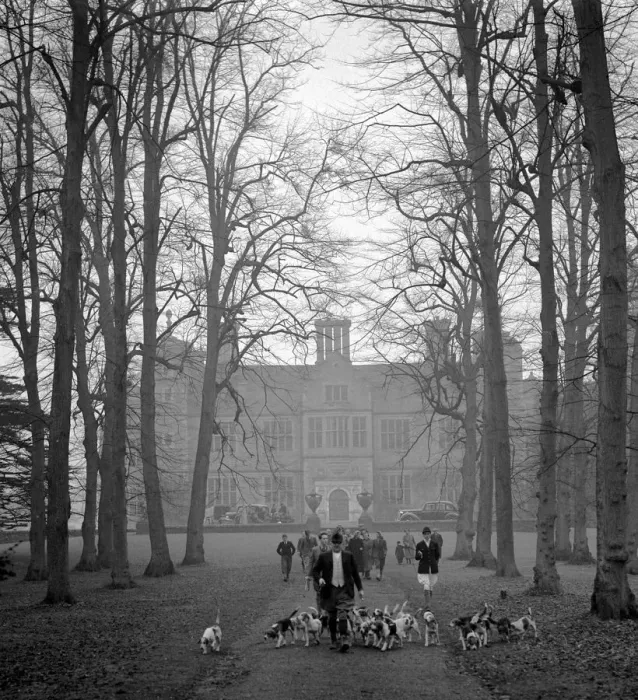Framed Print : Beagles at Chilham Castle Canturbury Kent January 1953 Framed Print : Beagles at Chilham Castle Canturbury Kent January 1953