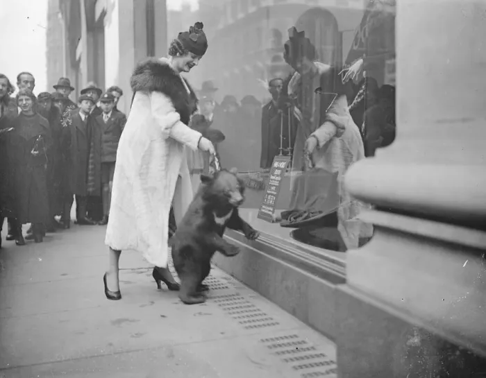 Framed Print : Bear goes shopping in Oxford Street. 16 November 1934 Framed Print : Bear goes shopping in Oxford Street. 16 November 1934