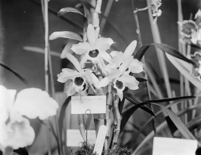 Framed Print : Beautiful orchids at the Royal Horicultural show at Westminster. A spray of Denardrums Framed Print : Beautiful orchids at the Royal Horicultural show at Westminster. A spray of Denardrums