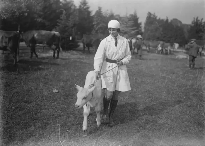 Framed Print : Beauty and the calf A charming land girl in charge of a calf at Henley Agricultural Framed Print : Beauty and the calf A charming land girl in charge of a calf at Henley Agricultural