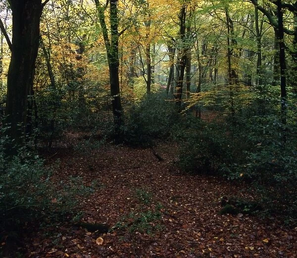Beech  /  oak forest unmanaged since Saxons - Sussex