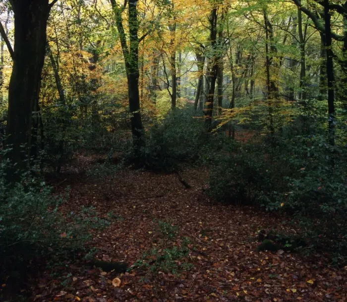 Framed Print : Beech  /  oak forest unmanaged since Saxons - Sussex