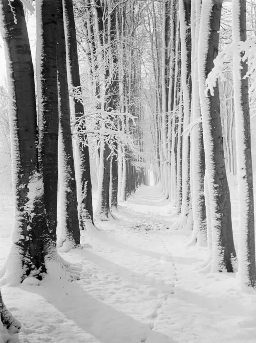 Framed Print : The beeche tree avenue at High Elms in Kent covered in snow. 1939 Framed Print : The beeche tree avenue at High Elms in Kent covered in snow. 1939