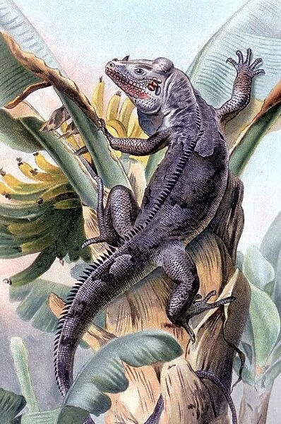 The Black Iguana. Illustration from Richard Lydenkkers Royal Natural History, 1896