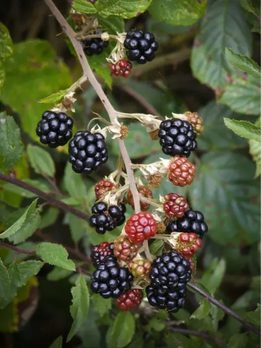 Framed Print : Blackberries ripening in Kentish hedgerow credit: Marie-Louise Avery  /  thePictureKitchen