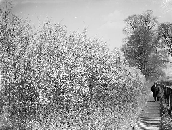 Blackthorn blossom in Farningham, Kent. 1936