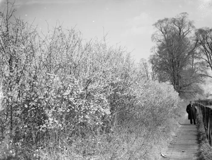 Framed Print : Blackthorn blossom in Farningham, Kent. 1936 Framed Print : Blackthorn blossom in Farningham, Kent. 1936