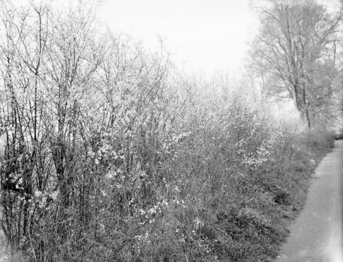Framed Print : Blackthorn blossom in Farningham, Kent. 1936 Framed Print : Blackthorn blossom in Farningham, Kent. 1936