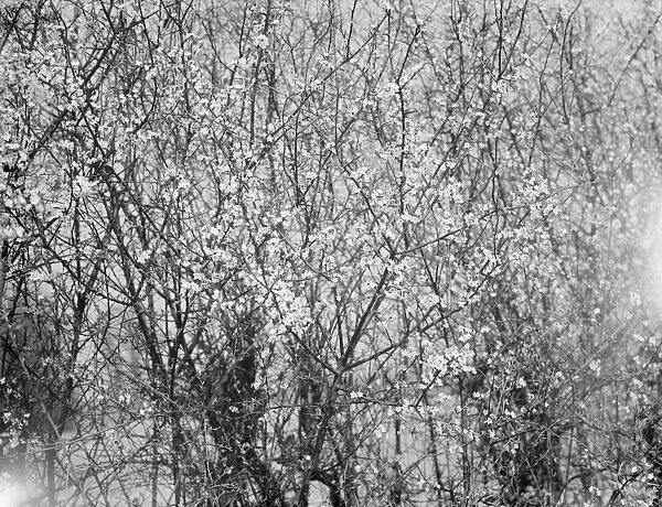 Blackthorn blossom in Farningham, Kent. 1936