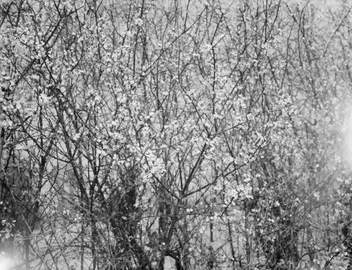 Framed Print : Blackthorn blossom in Farningham, Kent. 1936 Framed Print : Blackthorn blossom in Farningham, Kent. 1936