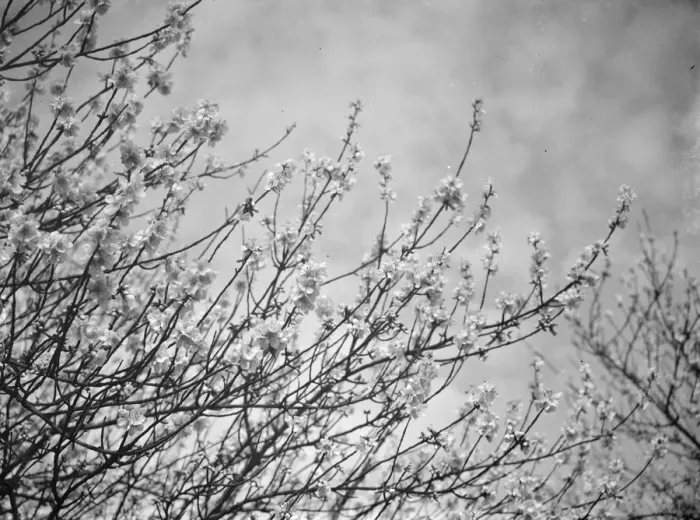 Framed Print : Blackthorn blossom in Farningham, Kent 1938 Framed Print : Blackthorn blossom in Farningham, Kent 1938