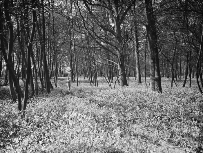 Framed Print : Bluebells in Chislehurst Woods, Kent. 1935 Framed Print : Bluebells in Chislehurst Woods, Kent. 1935