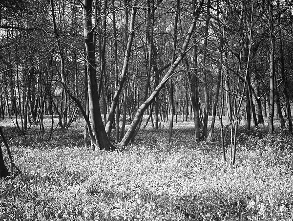 Bluebells in Chislehurst Woods, Kent. 1935