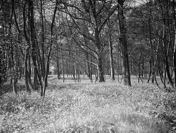Bluebells in Chislehurst Woods, Kent. 1935
