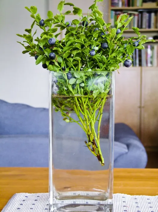 Framed Print : Blueberries on their stems picked as a bouquet in glass vase in Swedish interior credit Framed Print : Blueberries on their stems picked as a bouquet in glass vase in Swedish interior credit