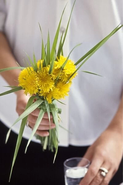 Bouquet of dandelions and long blades of grass held in hand before being put in tall