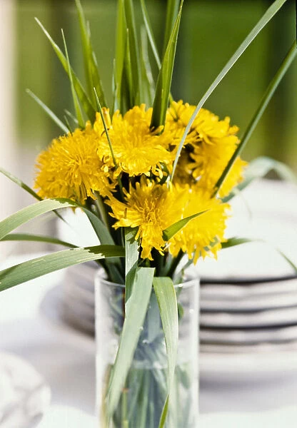 Bouquet of dandelions and long blades of grass in tall glass as table decoration credit