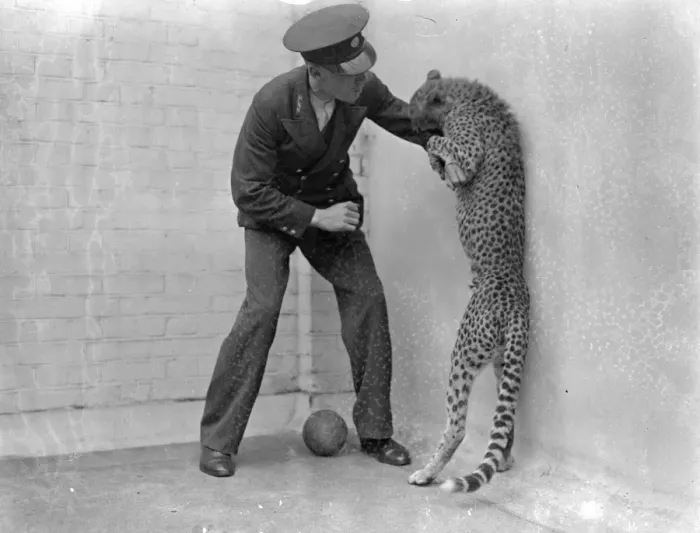 Framed Print : Boxing Betty, zoo cheetah, turns keeper into sparring partner. Boxing Betty
