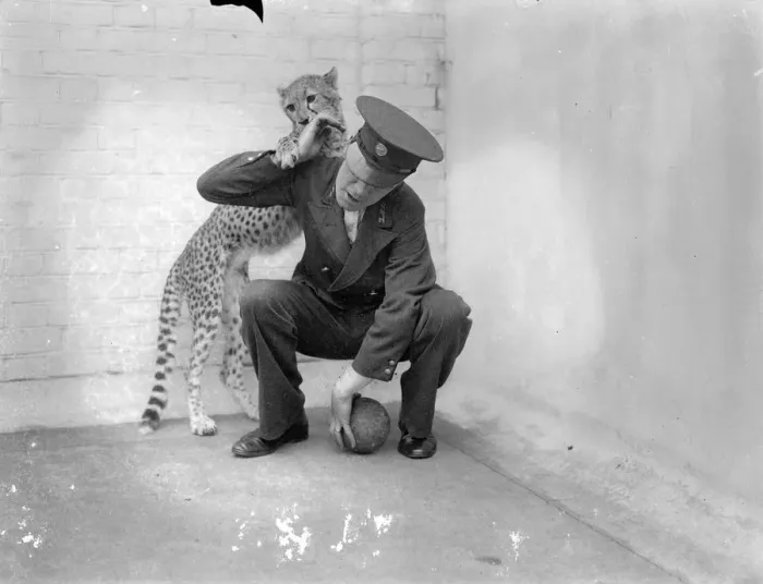 Framed Print : Boxing Betty, zoo cheetah, turns keeper into sparring partner. Boxing Betty Framed Print : Boxing Betty, zoo cheetah, turns keeper into sparring partner. Boxing Betty
