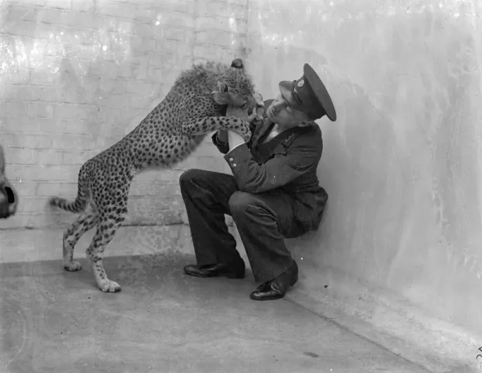 Framed Print : Boxing Betty, zoo cheetah, turns keeper into sparring partner. Boxing Betty