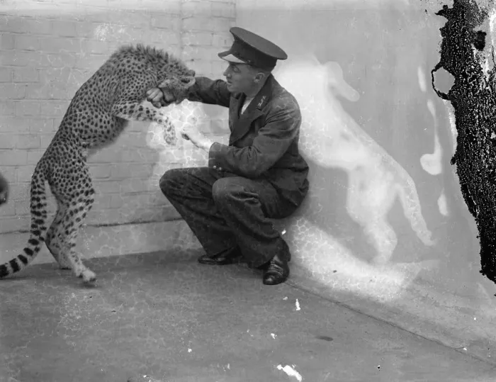 Framed Print : Boxing Betty, zoo cheetah, turns keeper into sparring partner. Boxing Betty Framed Print : Boxing Betty, zoo cheetah, turns keeper into sparring partner. Boxing Betty