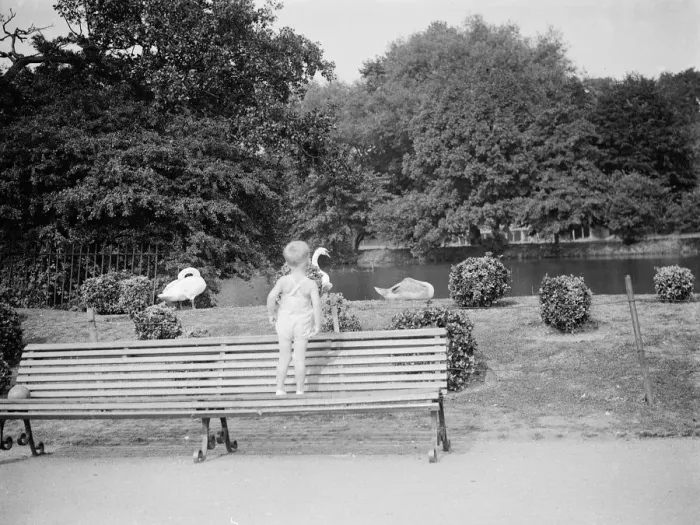 Framed Print : A boy watches the swans in Dartford park. 24 August 1937 Framed Print : A boy watches the swans in Dartford park. 24 August 1937