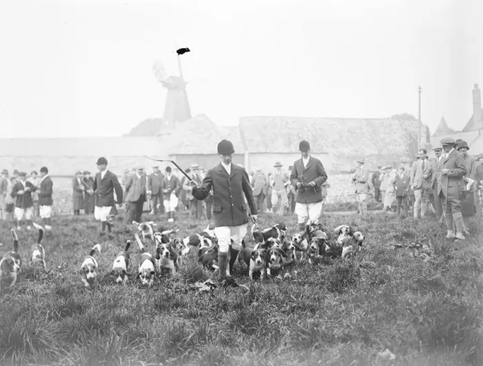 Framed Print : Brighton foot beagles hold meet at the kennels, West Blatchington. Hounds arriving at the meet Framed Print : Brighton foot beagles hold meet at the kennels, West Blatchington. Hounds arriving at the meet