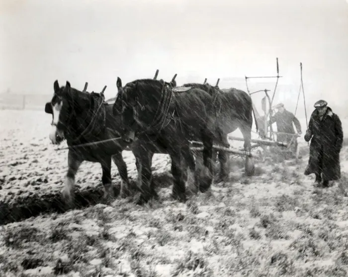Framed Print : Britain needed food, nothwithstanding the harsh winter. Ploughing, 4 horse team