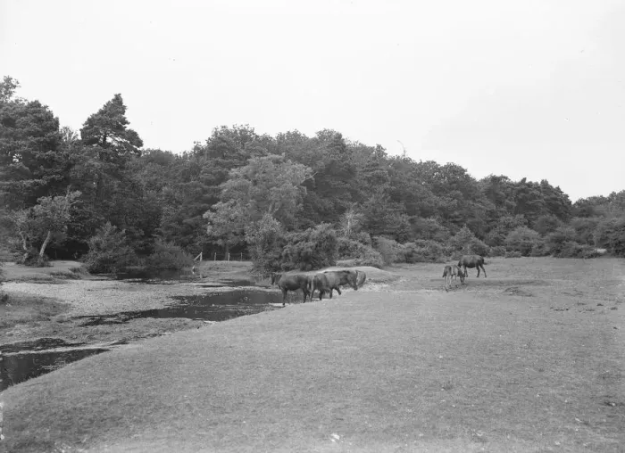 Framed Print : Brockenhurst. 1925