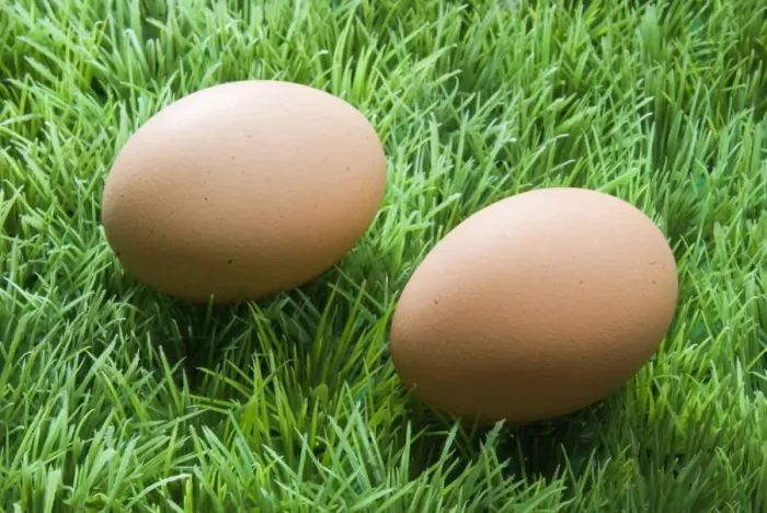 Framed Print : Two brown eggs on fake green plastic grass credit: Marie-Louise Avery / thePictureKitchen Framed Print : Two brown eggs on fake green plastic grass credit: Marie-Louise Avery / thePictureKitchen