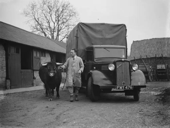 Framed Print : A bull being led awayaafter being unloaded from a truck. 1937 Framed Print : A bull being led awayaafter being unloaded from a truck. 1937