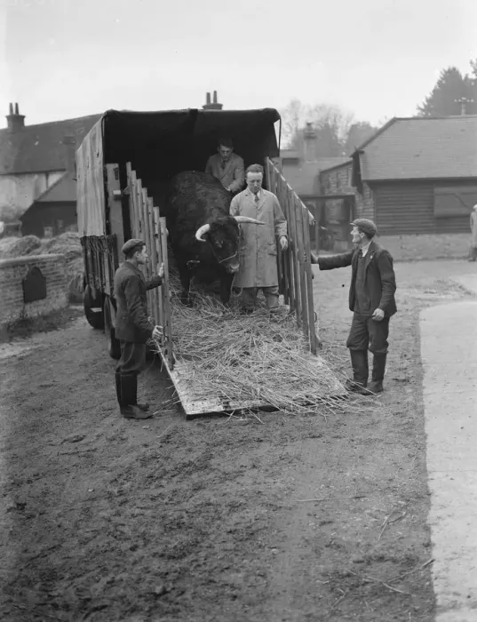 Framed Print : A bull being unloaded from a Bedford lorry. 1937 Framed Print : A bull being unloaded from a Bedford lorry. 1937