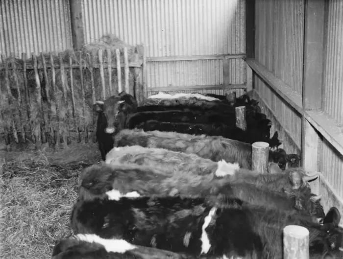 Framed Print : Bullocks in the cattle shed feeding. 1936