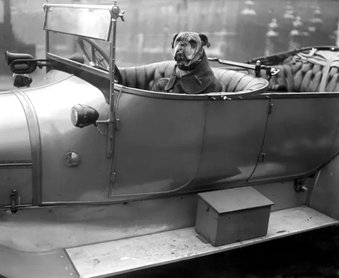 Framed Print : Bully the mascot of the R. F. C. 20 November 1917