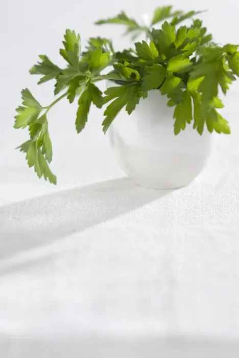 Framed Print : Bunch of flat parsley in small ceramic cup credit: Marie-Louise Avery / thePictureKitchen Framed Print : Bunch of flat parsley in small ceramic cup credit: Marie-Louise Avery / thePictureKitchen