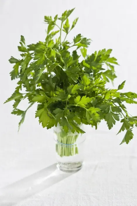 Framed Print : Bunch of flat parsley in small ceramic cup credit: Marie-Louise Avery  /  thePictureKitchen