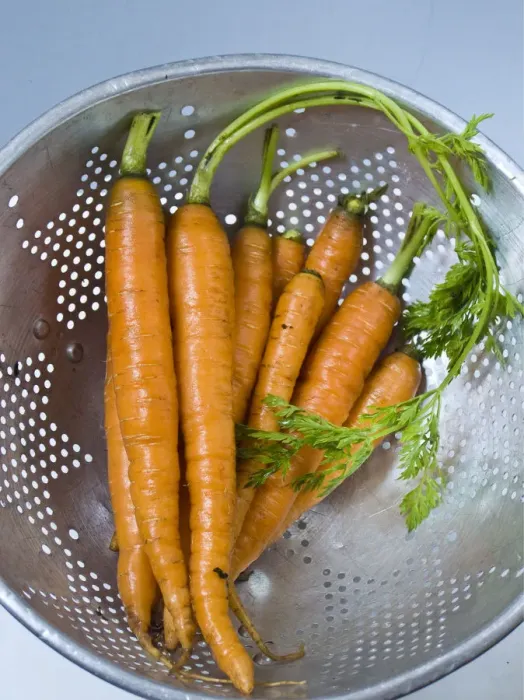 Framed Print : Bunch of fresh young carrots with tops, draining in old aluminium colander credit Framed Print : Bunch of fresh young carrots with tops, draining in old aluminium colander credit