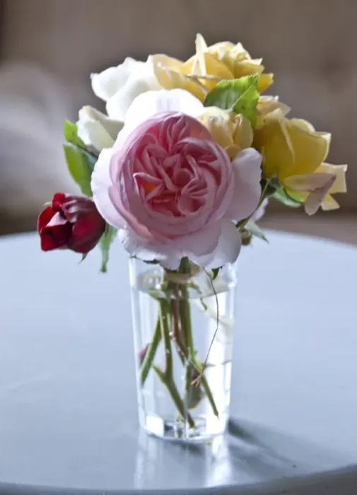 Framed Print : Bunch of garden roses tied with raffia in clear glass on painted table indoors credit Framed Print : Bunch of garden roses tied with raffia in clear glass on painted table indoors credit
