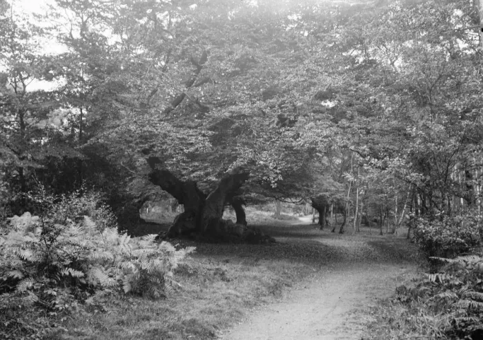 Framed Print : Burnham Beeches Framed Print : Burnham Beeches