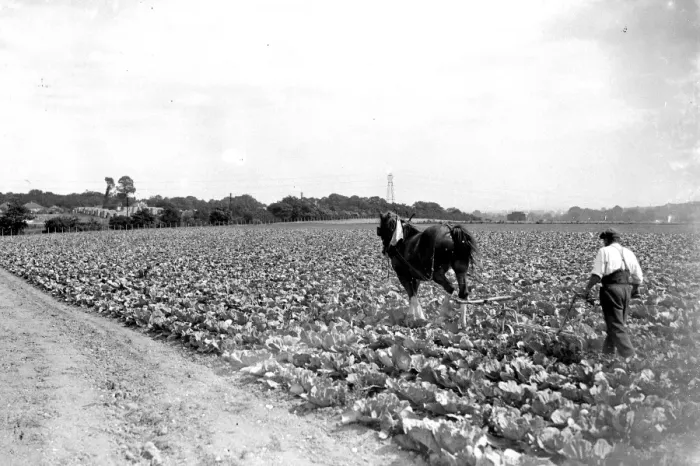 Framed Print : Cabbage plantation. 1934 Framed Print : Cabbage plantation. 1934