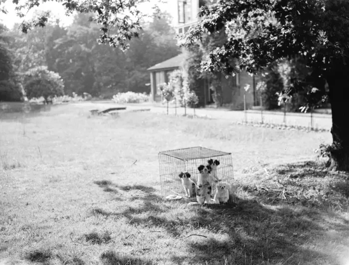 Framed Print : Caged puppies at in the garden at Kemnel Warren, Chislehurst, Kent Framed Print : Caged puppies at in the garden at Kemnel Warren, Chislehurst, Kent