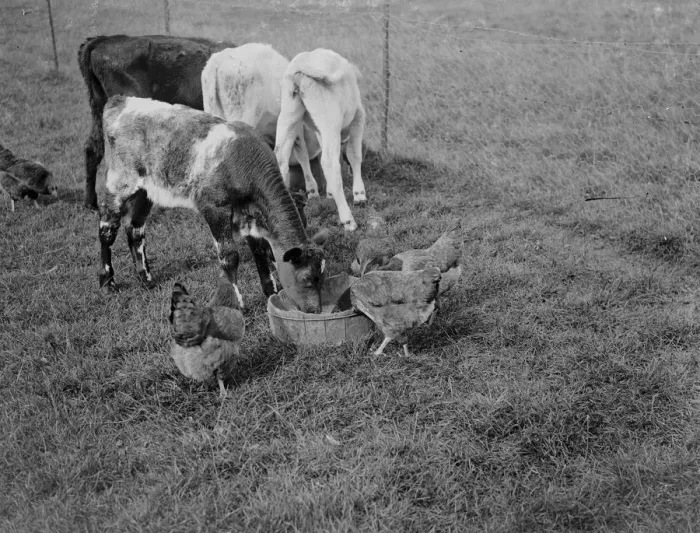 Framed Print : Calves and chickens feast. 1935 Framed Print : Calves and chickens feast. 1935