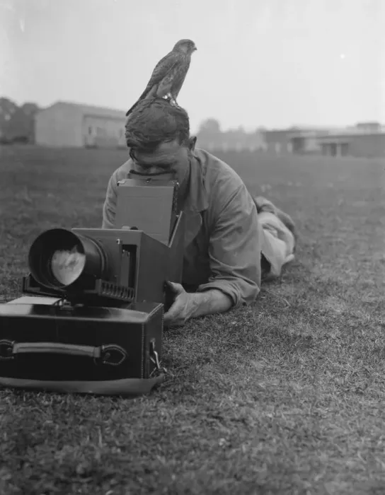 Framed Print : A cameraman takes photos while a kestrel sits waiting. 24 August 1937